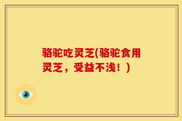 骆驼吃灵芝(骆驼食用灵芝,受益不浅!)
