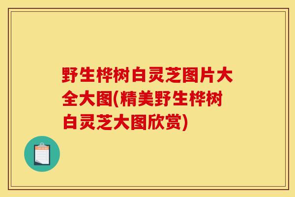 野生桦树白灵芝图片大全大图(精美野生桦树白灵芝大图欣赏)