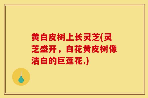 黄白皮树上长灵芝(灵芝盛开,白花黄皮树像洁白的巨莲花.)