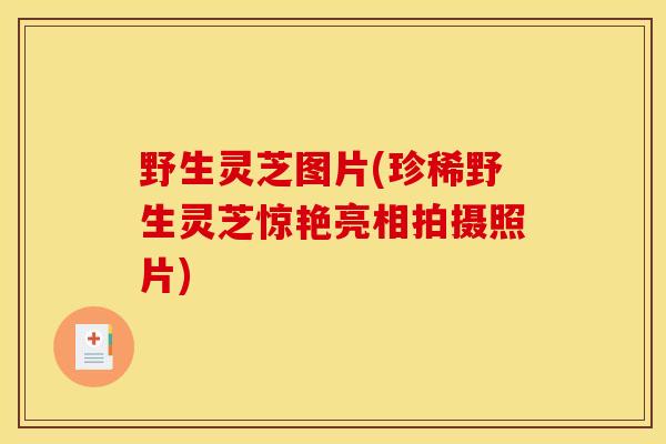 野生灵芝图片(珍稀野生灵芝惊艳亮相拍摄照片)