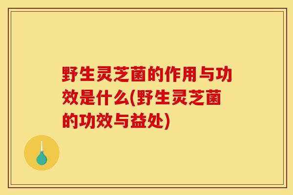 野生灵芝菌的作用与功效是什么(野生灵芝菌的功效与益处)