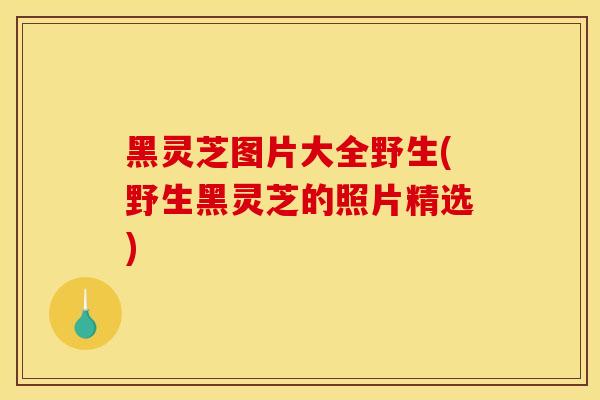 黑灵芝图片大全野生(野生黑灵芝的照片精选)