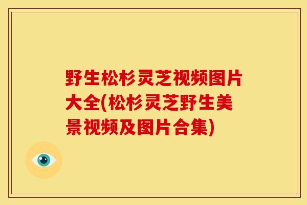 野生松杉灵芝视频图片大全(松杉灵芝野生美景视频及图片合集)