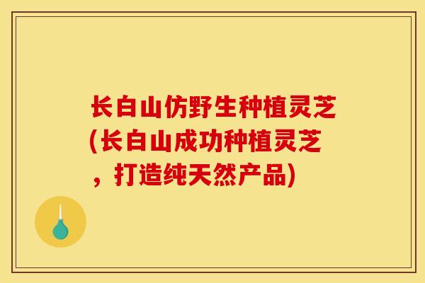 长白山仿野生种植灵芝(长白山成功种植灵芝,打造纯天然产品)