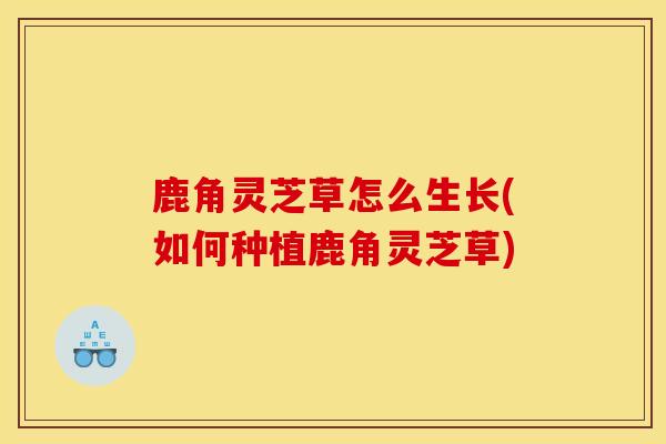 鹿角灵芝草怎么生长(如何种植鹿角灵芝草)