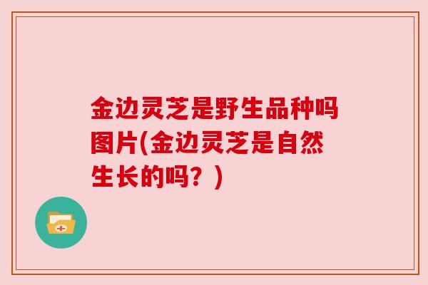 金边灵芝是野生品种吗图片(金边灵芝是自然生长的吗?)