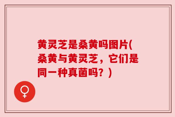 黄灵芝是桑黄吗图片(桑黄与黄灵芝，它们是同一种真菌吗？)