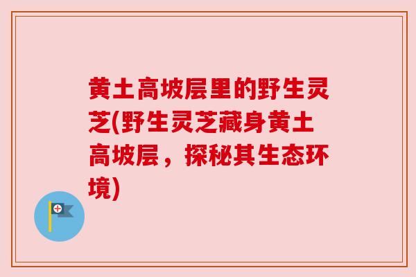 黄土高坡层里的野生灵芝(野生灵芝藏身黄土高坡层,探秘其生态环境)
