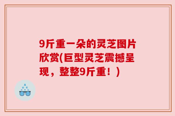 9斤重一朵的灵芝图片欣赏(巨型灵芝震撼呈现,整整9斤重!)