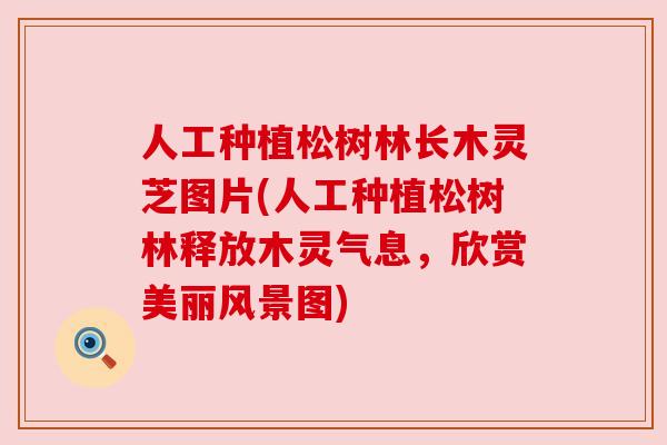 人工种植松树林长木灵芝图片(人工种植松树林释放木灵气息,欣赏美丽风景图)
