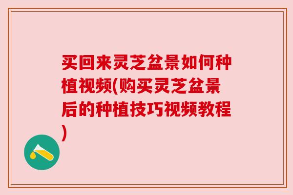 买回来灵芝盆景如何种植视频(购买灵芝盆景后的种植技巧视频教程)