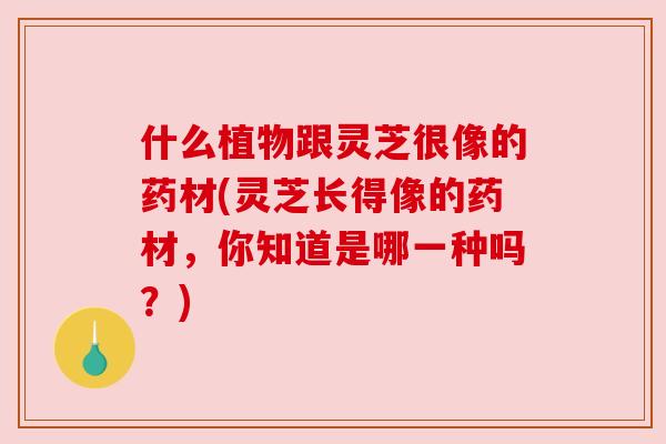 什么植物跟灵芝很像的药材(灵芝长得像的药材,你知道是哪一种吗?)
