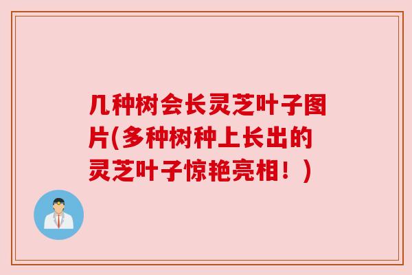 几种树会长灵芝叶子图片(多种树种上长出的灵芝叶子惊艳亮相!)
