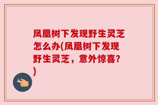 凤凰树下发现野生灵芝怎么办(凤凰树下发现野生灵芝,意外惊喜?)