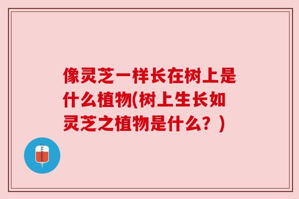 像灵芝一样长在树上是什么植物(树上生长如灵芝之植物是什么？)