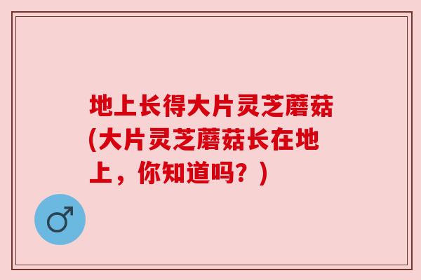 地上长得大片灵芝蘑菇(大片灵芝蘑菇长在地上,你知道吗?)