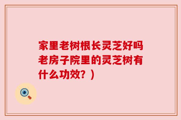 家里老树根长灵芝好吗老房子院里的灵芝树有什么功效?)