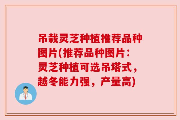 吊栽灵芝种植推荐品种图片(推荐品种图片：灵芝种植可选吊塔式，越冬能力强，产量高)