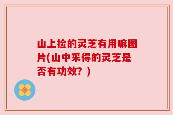 山上捡的灵芝有用嘛图片(山中采得的灵芝是否有功效？)