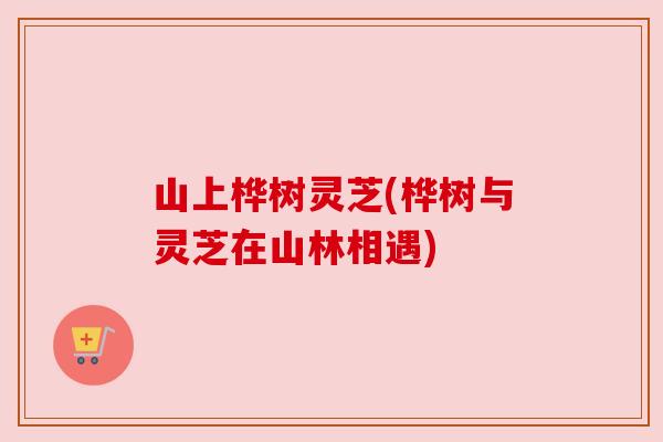 山上桦树灵芝(桦树与灵芝在山林相遇)