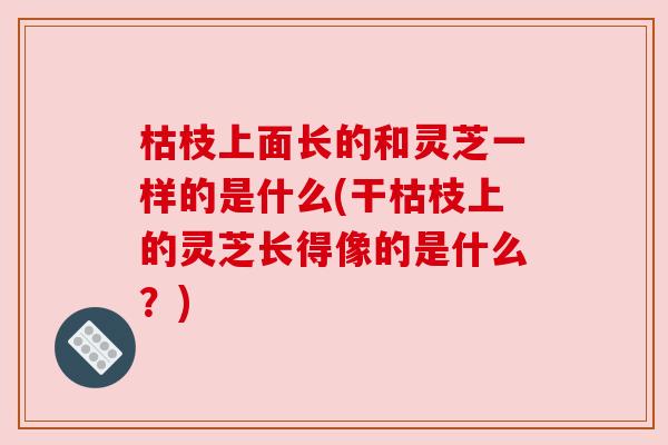枯枝上面长的和灵芝一样的是什么(干枯枝上的灵芝长得像的是什么?)