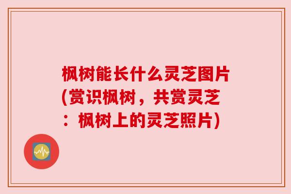 枫树能长什么灵芝图片(赏识枫树,共赏灵芝:枫树上的灵芝照片)