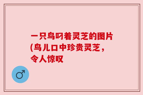 一只鸟叼着灵芝的图片(鸟儿口中珍贵灵芝,令人惊叹