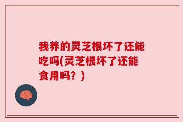 我养的灵芝根坏了还能吃吗(灵芝根坏了还能食用吗？)